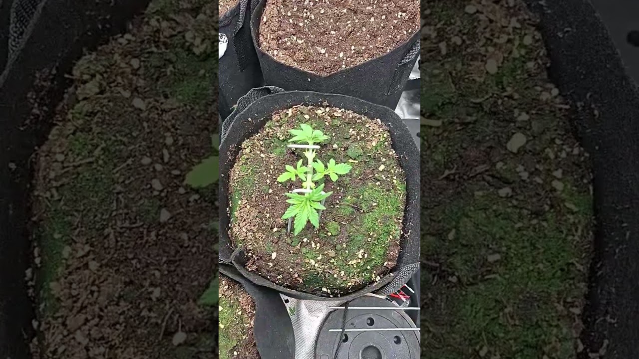 FastBuds AutoFlower Grow: How I Train in Early Veg To Maximise Yeild #growing #cannabistalk101 #weed