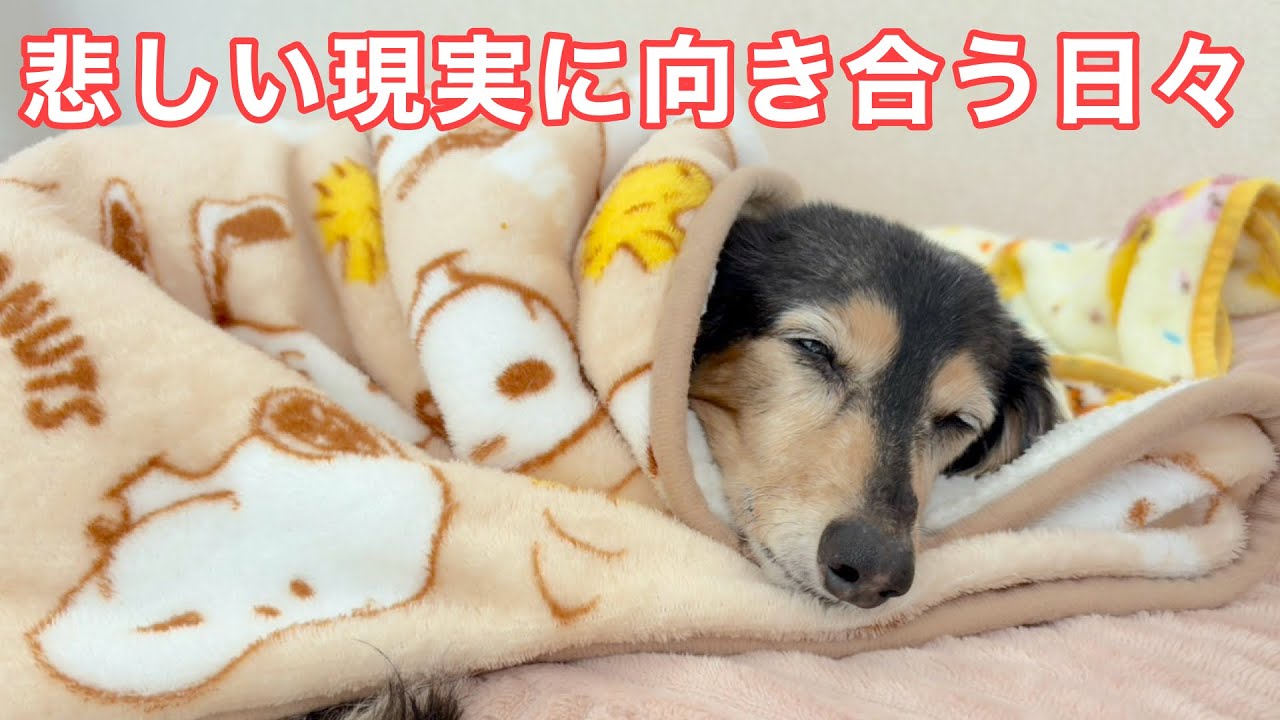 【愛犬が虹の橋へ】辛くて過酷な日々でした【未公開シーン⑤】