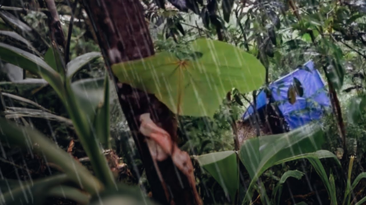 1 Day Solo Survival Camping Heavy Rain |  Bushcraft Shelter in Wild Forest Adventure