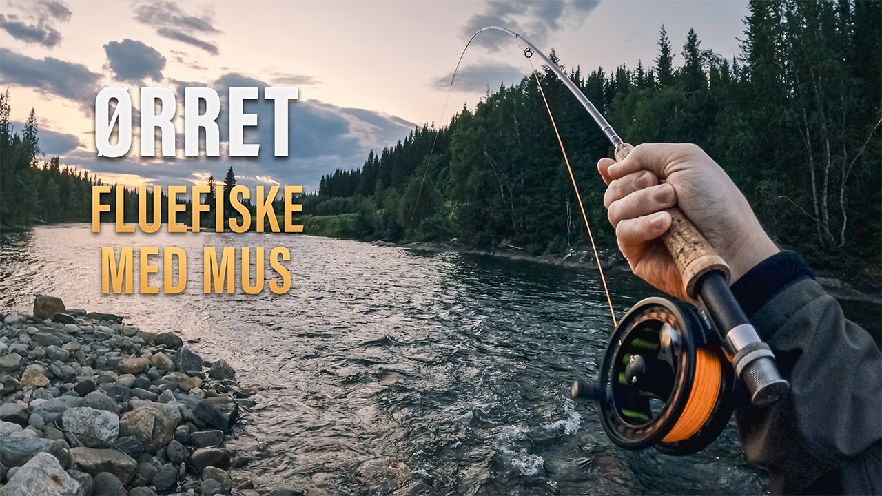 Musing I - Kremen av tørrfluefiske