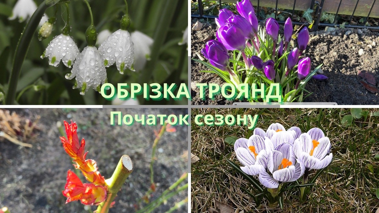 Перший день весни в саду: обрізка троянд і початок сезону  01/03/2026