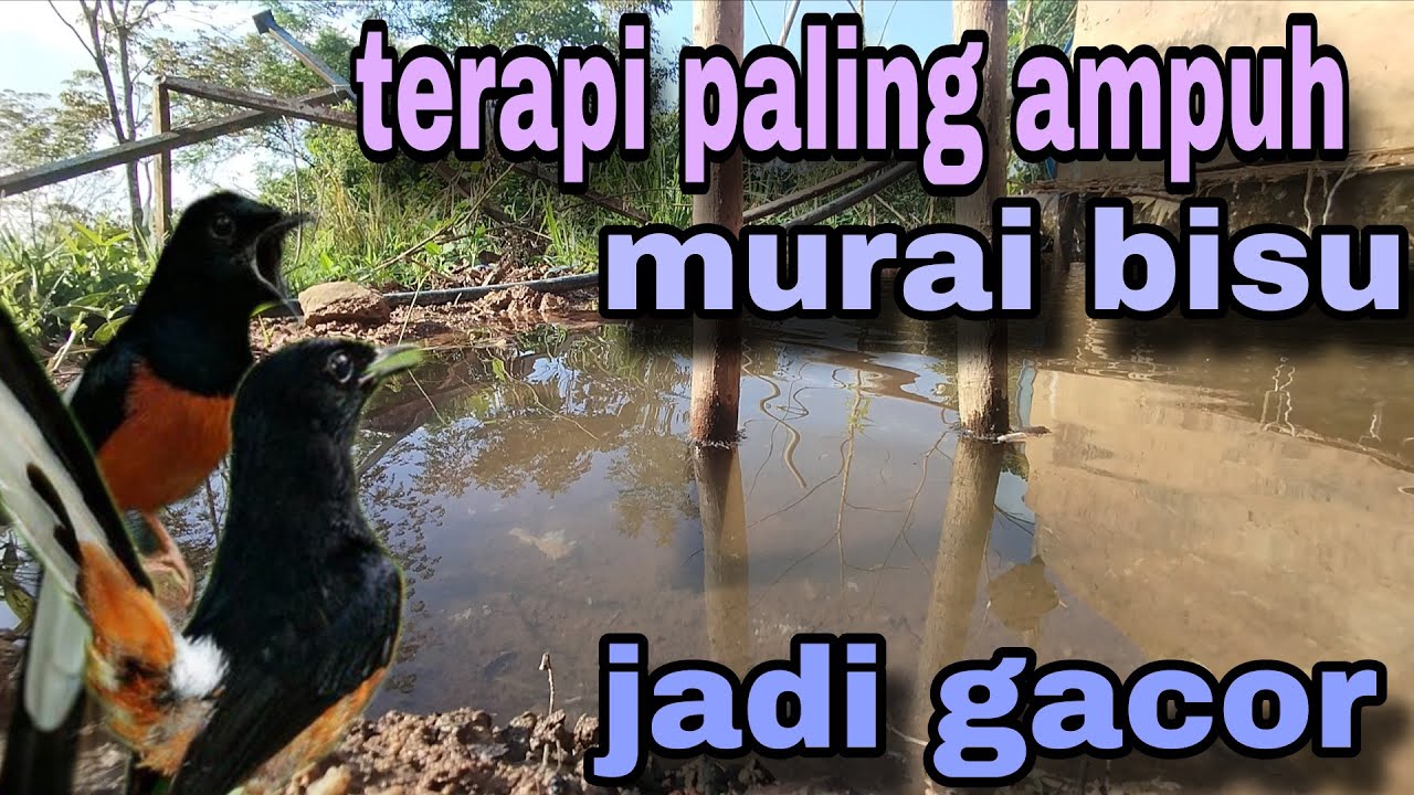 pancingan murai batu AGAR BUNYI jitu untuk JADIKAN murai batu rajin bunyi