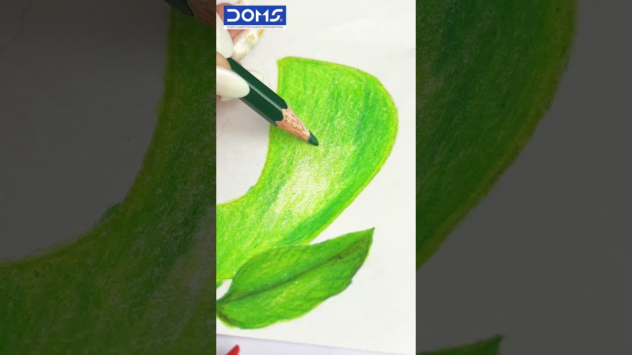 Create Realistic Art with DOMS Colour Pencils | 24 Stunning Shades