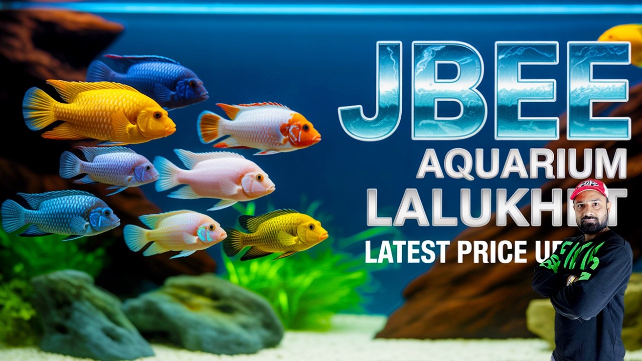 Exotic Big Goldfish & Discus Arrival 🔥 JBEE Aquariums Lalukhet Karachi | Thailand Fish Lowest Prices