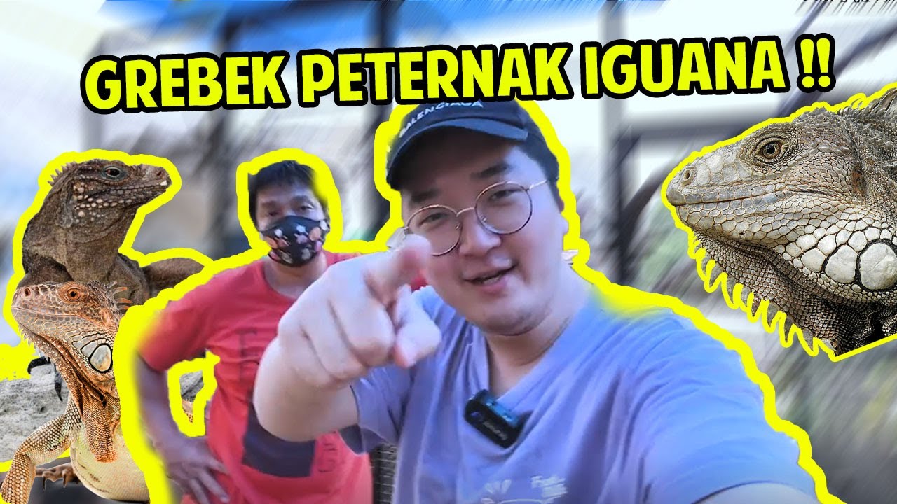 GREBEK PETERNAK IGUANA SULTAN !! KOLEKSINYA NGERI !!