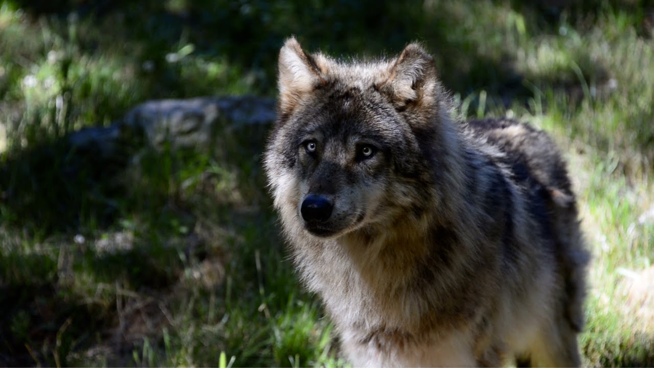 Le parc animalier de Gramat