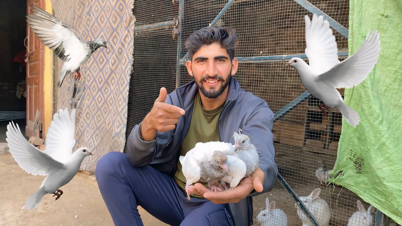 MY NEW PIGEON 😍 NEW KABUTAR LA LIEY/ AMISH Sidhu vlogs Hamza Sidhu vlogs 