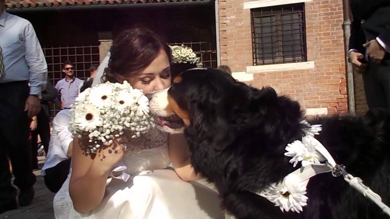 Video del matrimonio dal punto di vista del cane Wedding Dog Sitter