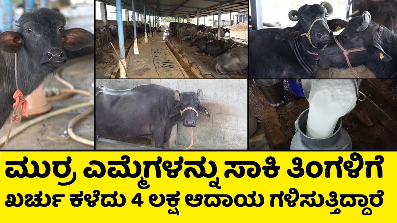 ಮುರ್ರ ಎಮ್ಮೆಗಳನ್ನು ಸಾಕಿ ತಿಂಗಳಿಗೆ ಖರ್ಚು ಕಳೆದು 4 ಲಕ್ಷ ಆದಾಯ ಗಳಿಸುತ್ತಿದ್ದಾರೆ I Murrah Buffalo Farming