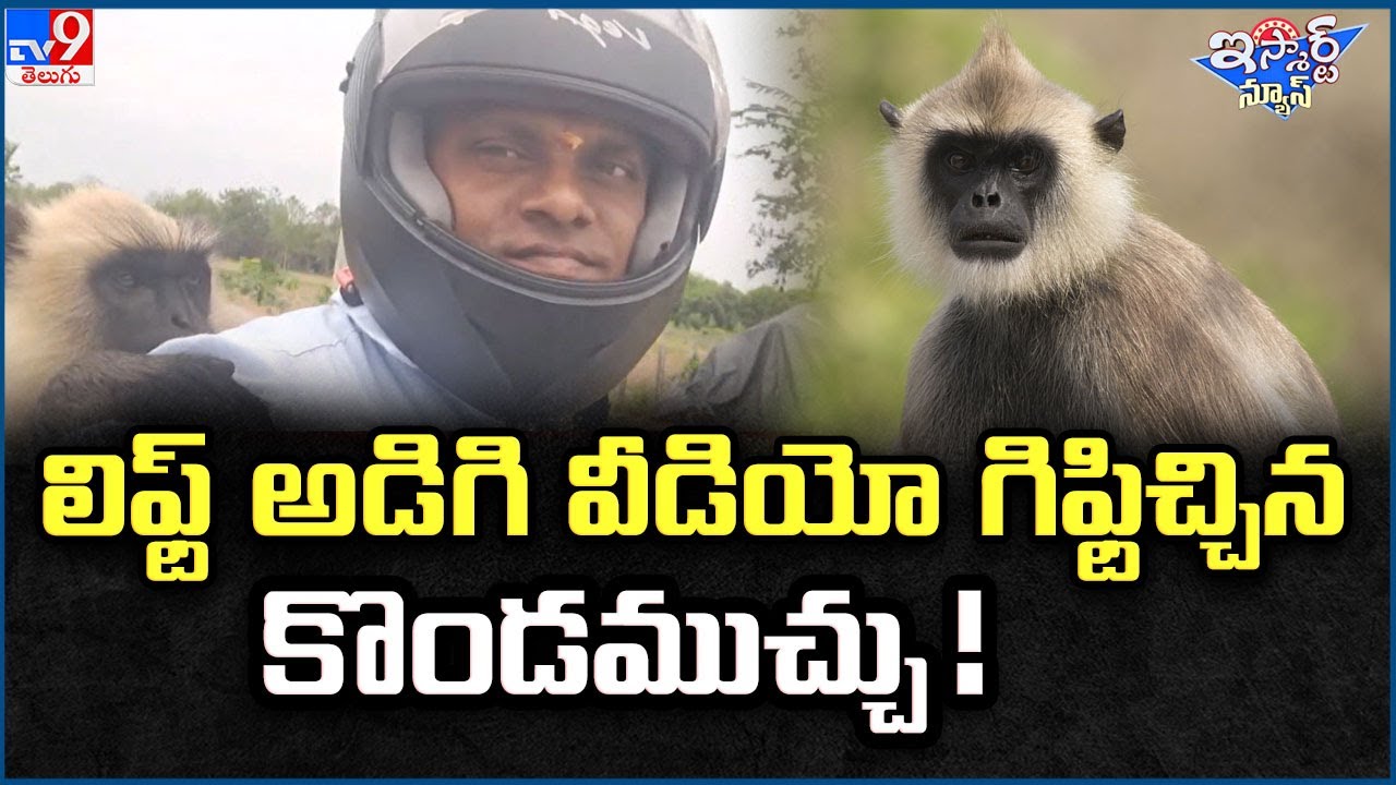 iSmart News :లిఫ్ట్ అడిగి వీడియో గిఫ్టిచ్చిన కొండముచ్చు ! | Viral Video - TV9