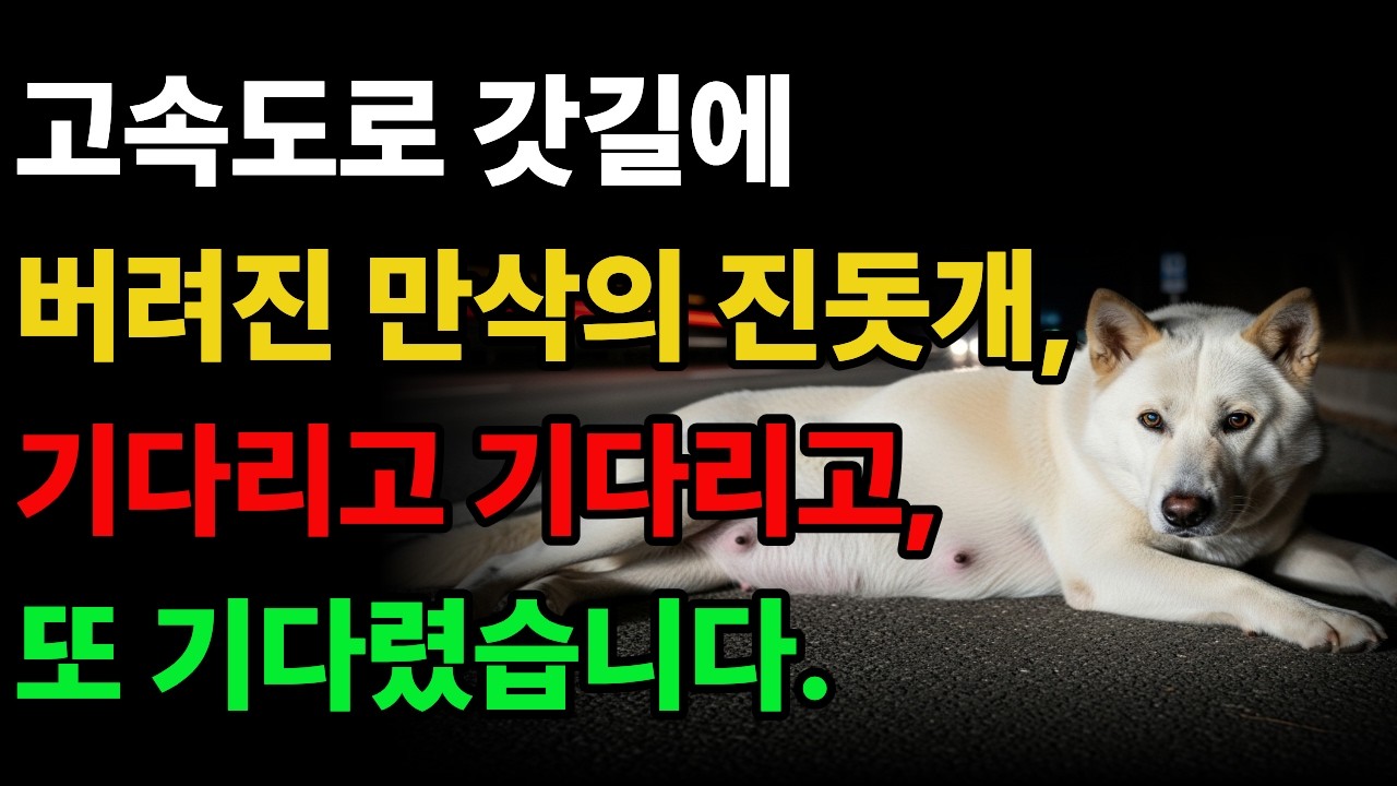 고속도로 갓길에 버려진 만삭 진돗개, 기다리고, 또 기다렸습니다  #진돗개사연 #감동사연 #진돗개 #백구 #강아지 #노후사연 #이야기 #오디오북