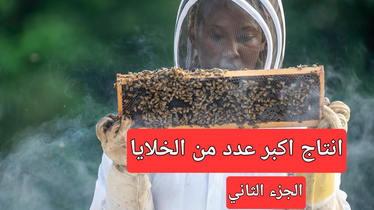 انتاج اكبرعدد من خلايا النحل /أسباب نجاح وأسباب فشل التقسيمات .