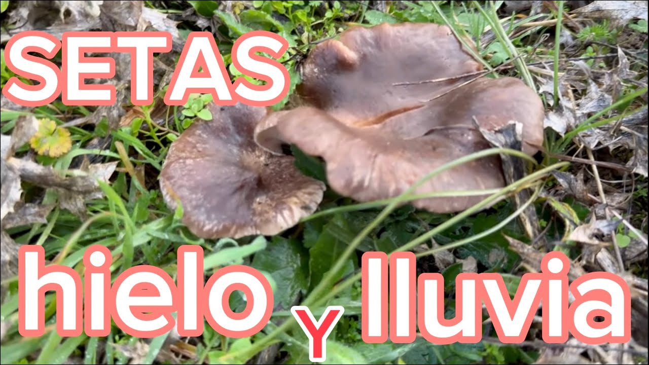 SETAS, LLUVIA...., SILENCIO Y FRIO. Setas en enero, tras helar y llover. #pleurotus #setas #eringi