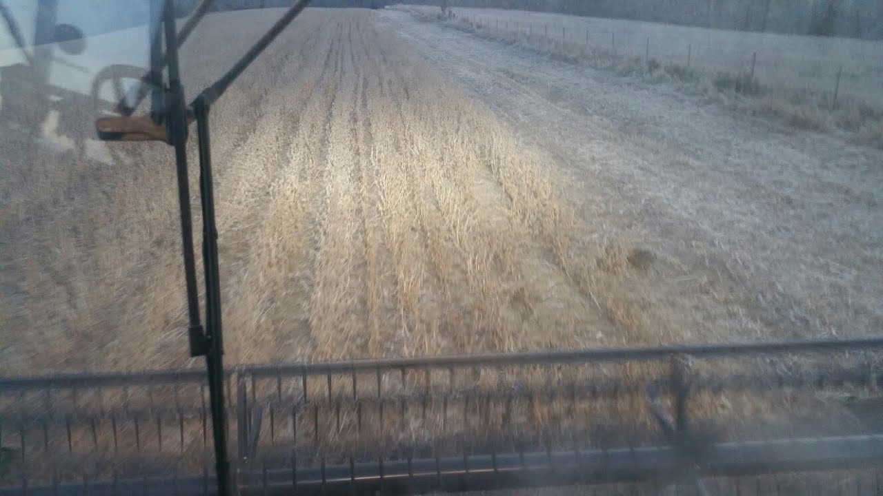 My Replanted Soybean Results