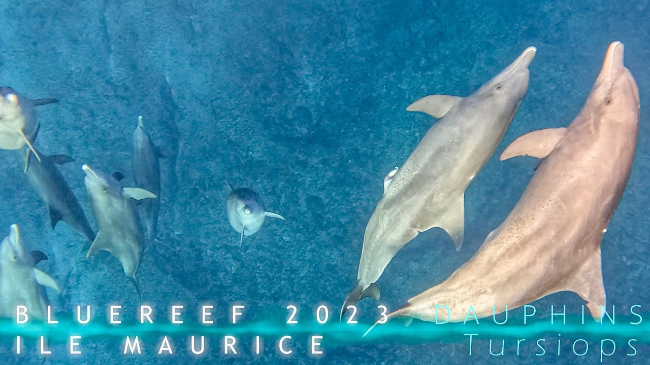DauphinsTurtiops #dolphin #ilemaurice #travel #love