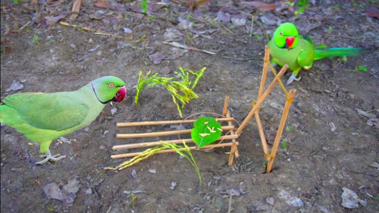 Creative Easy DIY Simple Bird Trap | Easy Bird Trap Using Plastic Bottle