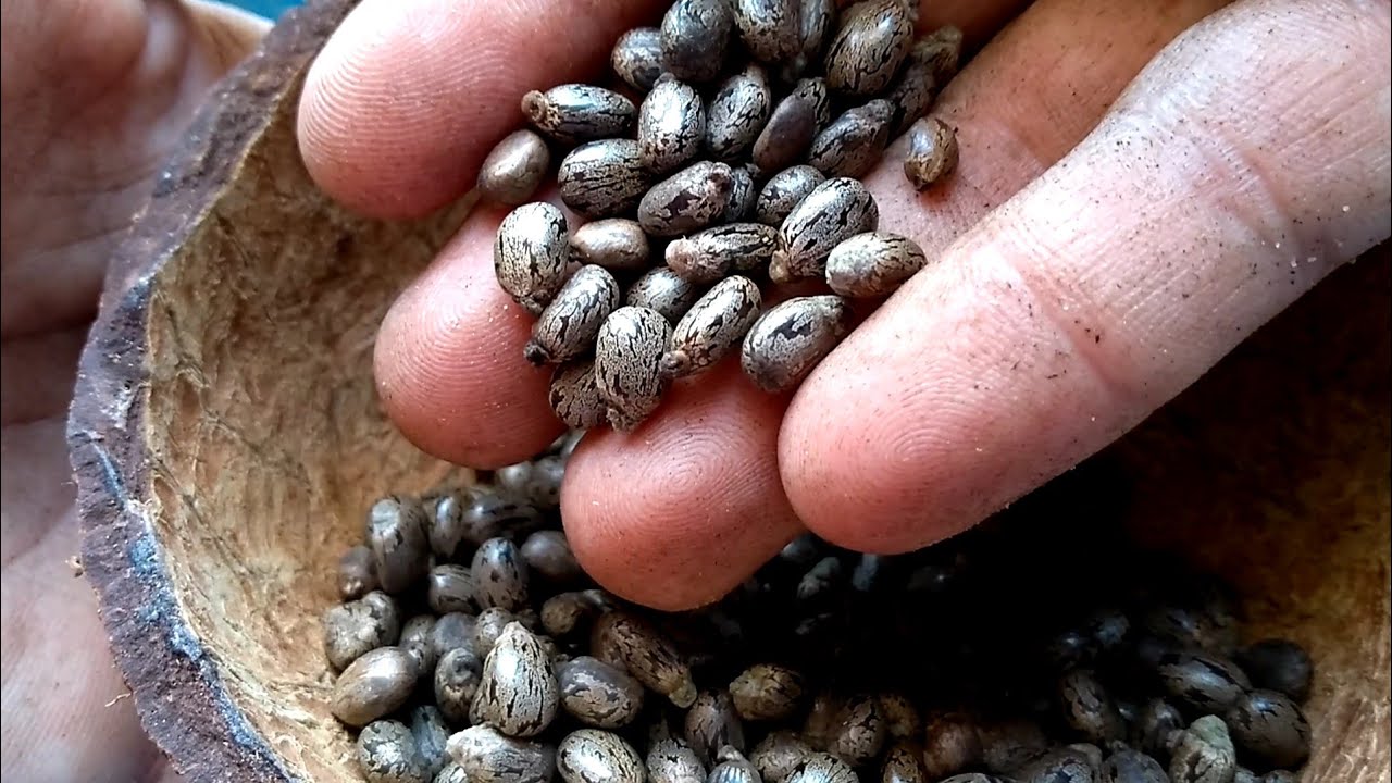 Extraindo Azeite de Mamona ÓLEO DE RÍCINO Carrapateira (Extraction of Oil of the Castor)