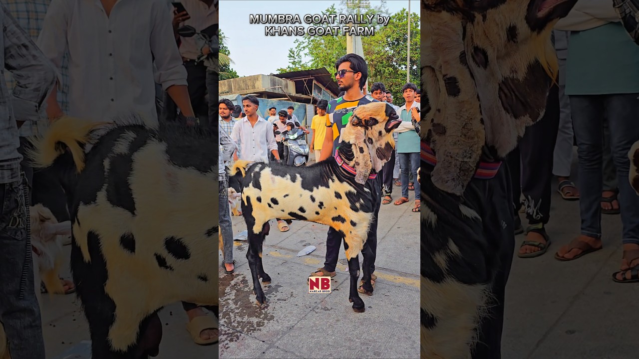 Mumbra Goat Rally🔥😍 #bakraeid #bakraeid2025 #bakraeidspecial #bakra #goats #trending #biggoats
