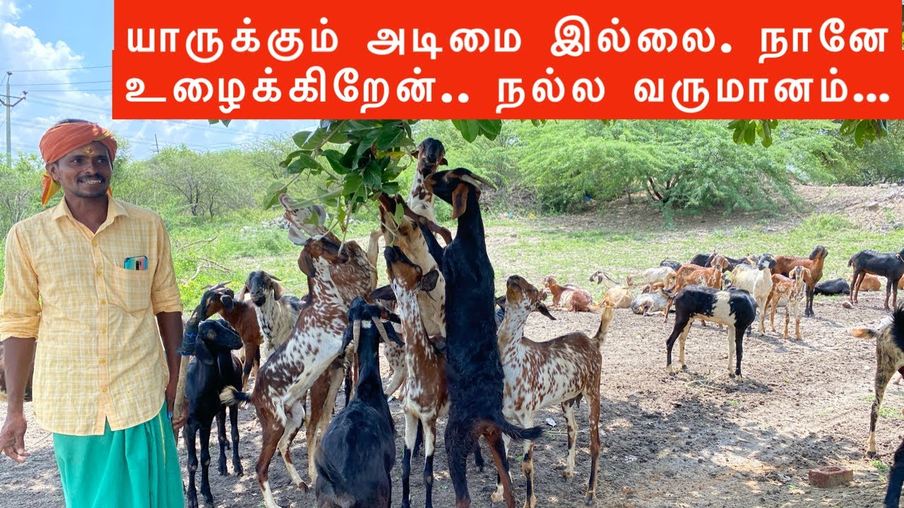 மேய்ச்சல் முறை கொடி ஆடு வளர்ப்பு திருநெல்வேலி மாவட்டம்