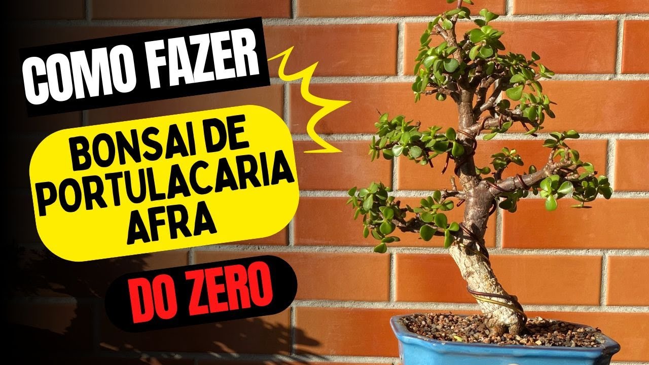 Como fazer um bonsai de portulacaria afra do zero - bonsai de Jade - mini jade - Parte 1