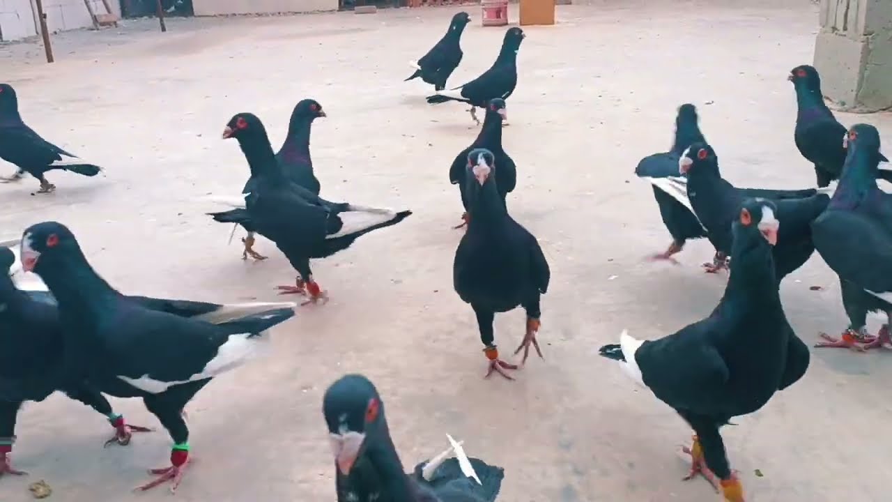 الطير الجديد شو نعمل معو  وكيف نقعدو عنا 🤔💥