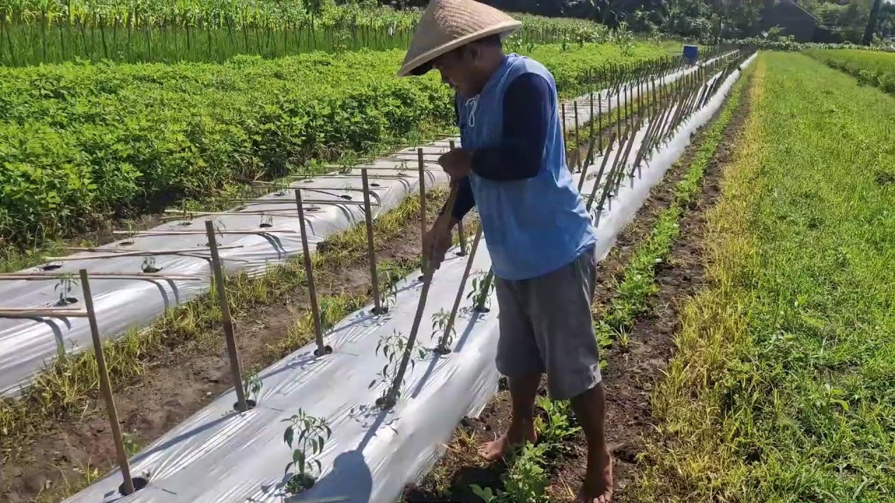 HAND-ONLY CHILI FARMING HACK: INSTALL STAKES IN MINUTES - Agriculture Gardening