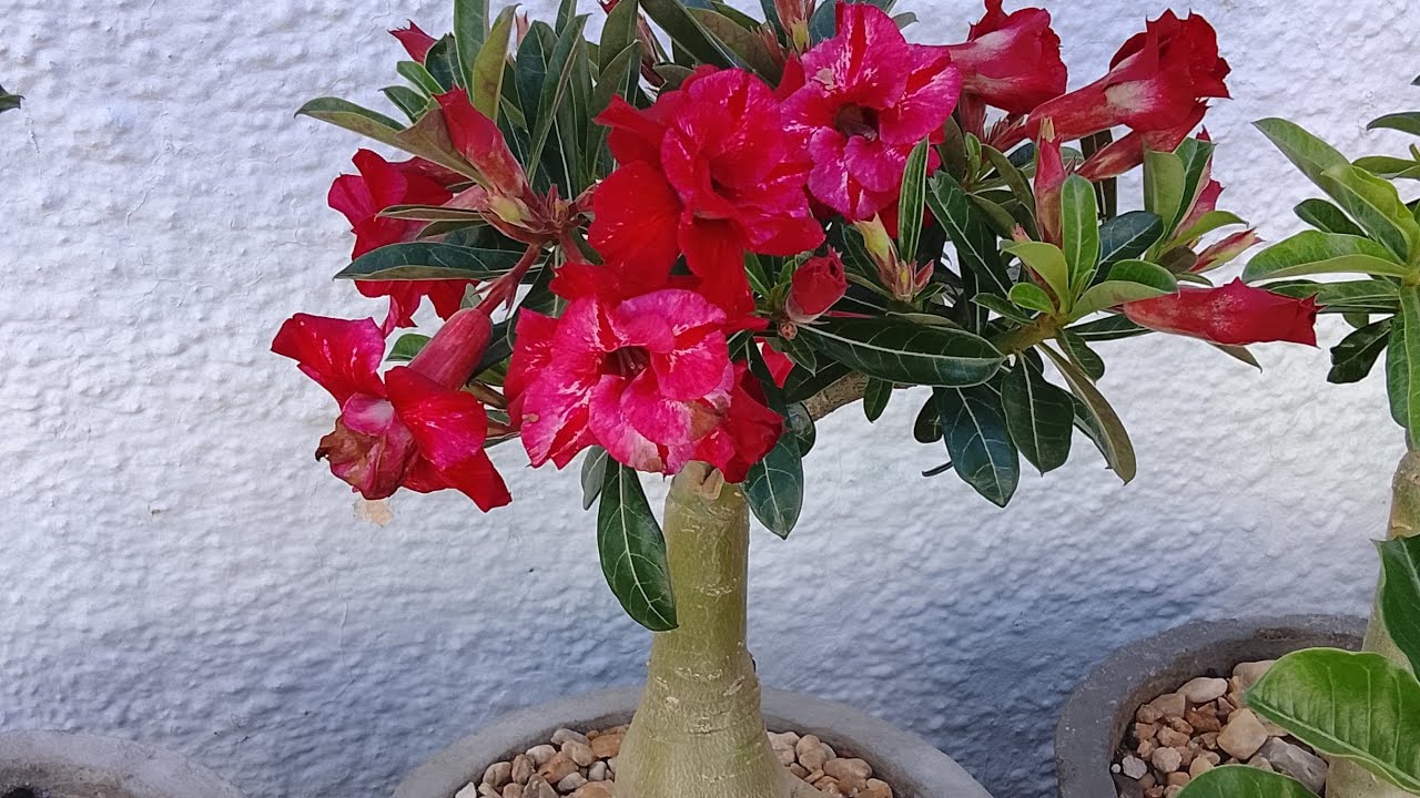 As Rosas do Deserto estão lindas com a chuva 🌹🌸🌼🌺🌷💮🏜️#rosadodesertoflores 