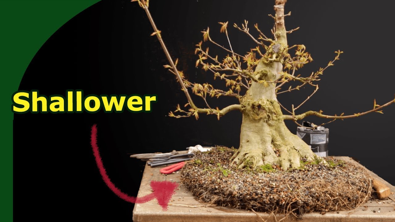 Trident Maple Bonsai Spring Care (Repotting, Pruning, Wound Closing)