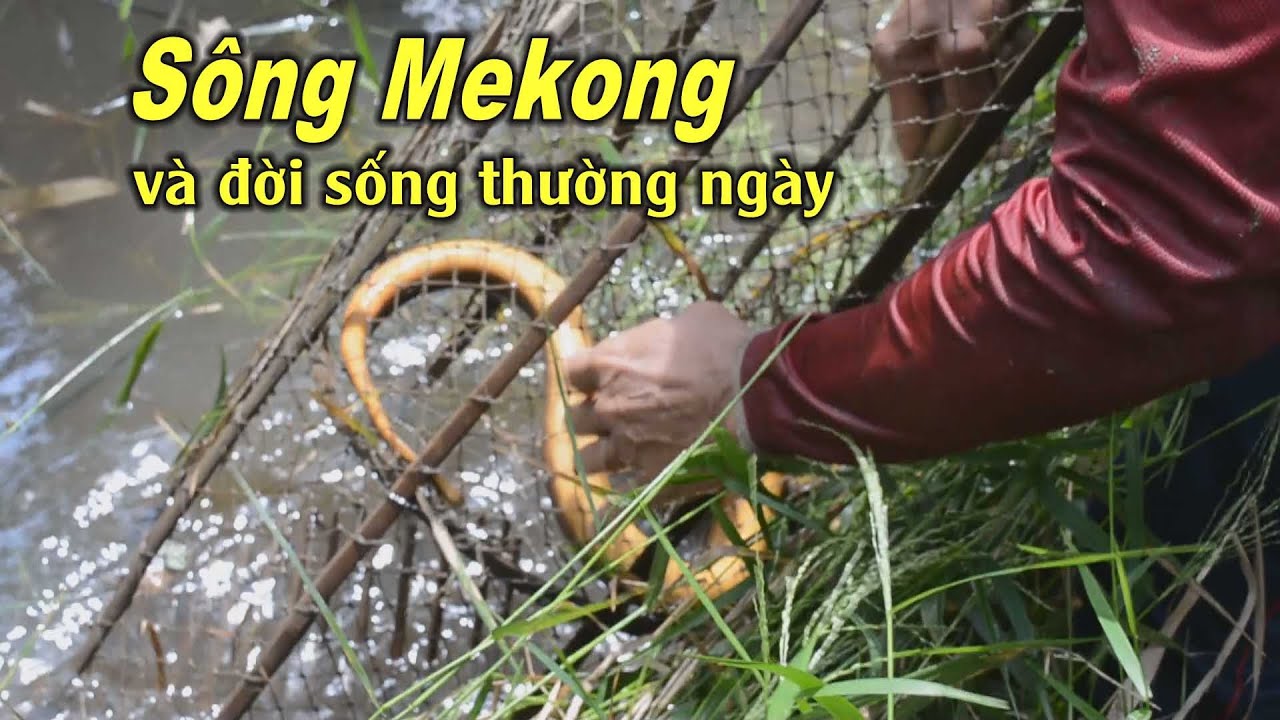 Mekong mùa nước nổi và cuộc sống thường ngày