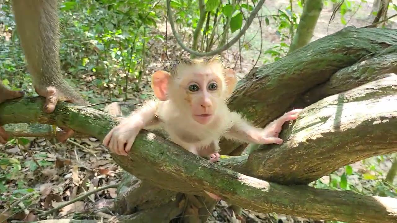 Unbelievable Moments Baby Monkey LEVY & Mom Libby Bonding in Nature! 🐒💕✨