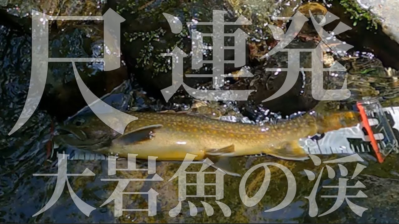 〈会津地方〉尺岩魚が連発する渓