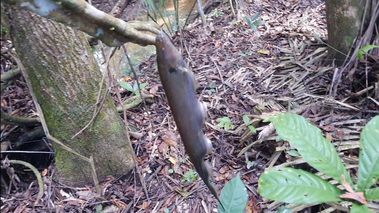 Peguei uma Lampreia