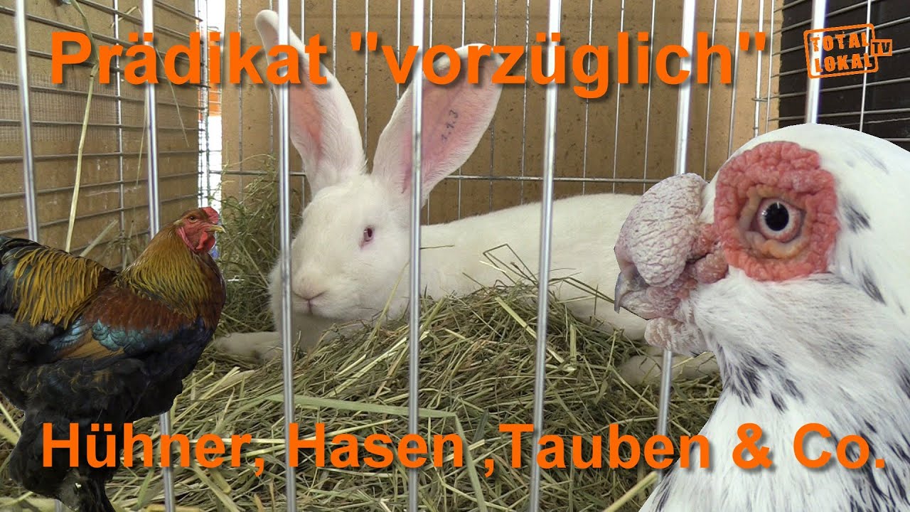 Hasen, Hühner, Tauben & Co. Kleintierzüchter Rasseschau in Pritzwalk 2021 Totallokal.tv/WK-tv