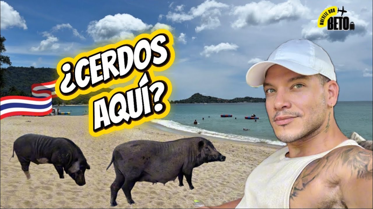 Me quedé en Lamai (Ko Samui) y acabé en la Isla de los Cerdos 🐷