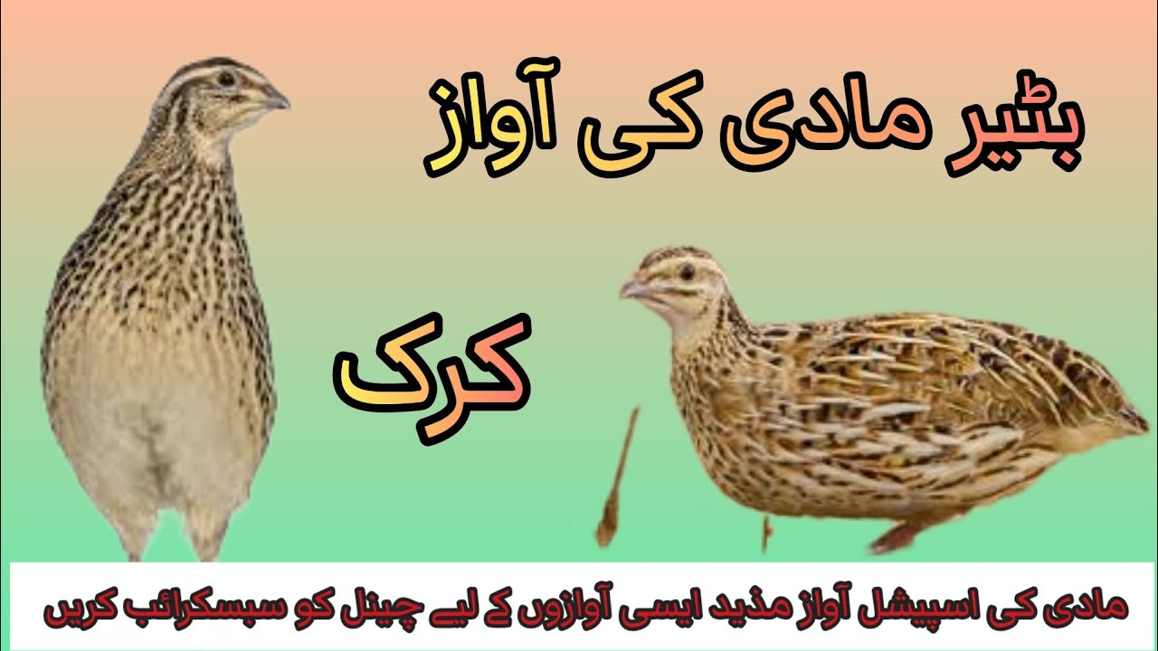 Batair made ki krik female quail sound #batair #trending#quail #بیٹر #batair #hunting #happy