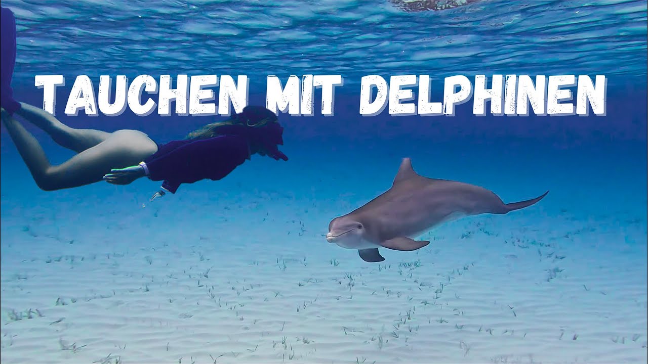 Ep. 137 | Delphine, Schweine, Freunde !  Wir erkunden gemeinsam die Bahamas.