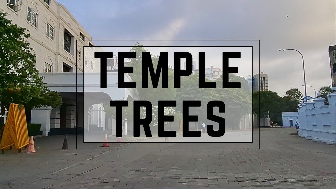 DRIVING THE NEWLY RE-OPENED ROAD IN COLOMBO 3 | SRI LANKA | TEMPLE TREES | COLPETTY | BINAURAL