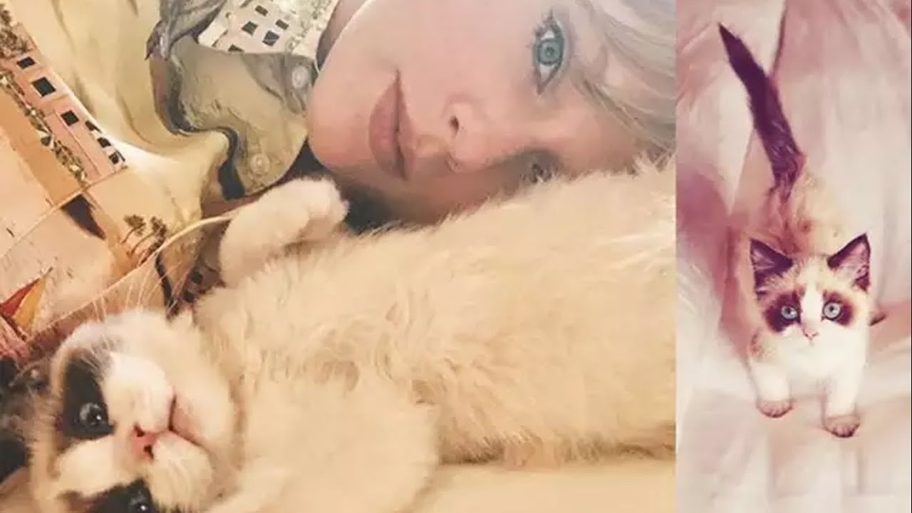 Taylor Swift's Cats - Cute & Funny Moments (2021 version)