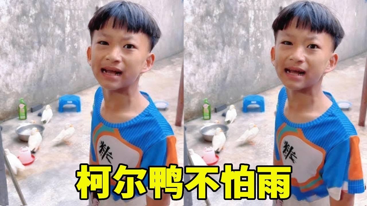 是不是前几天太干旱了，感觉柯尔鸭很享受今天这场大雨！ #柯尔鸭 #童年的快乐就这么简单 #暑假的快乐是玩水给的 #暑假生活