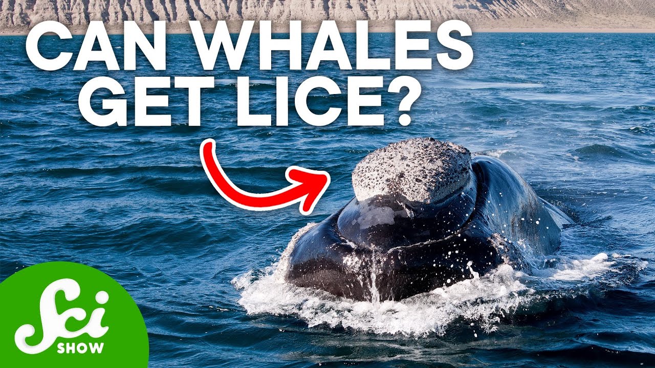 What are the White Crusts on Whales? You Won't Believe Your Eyes!