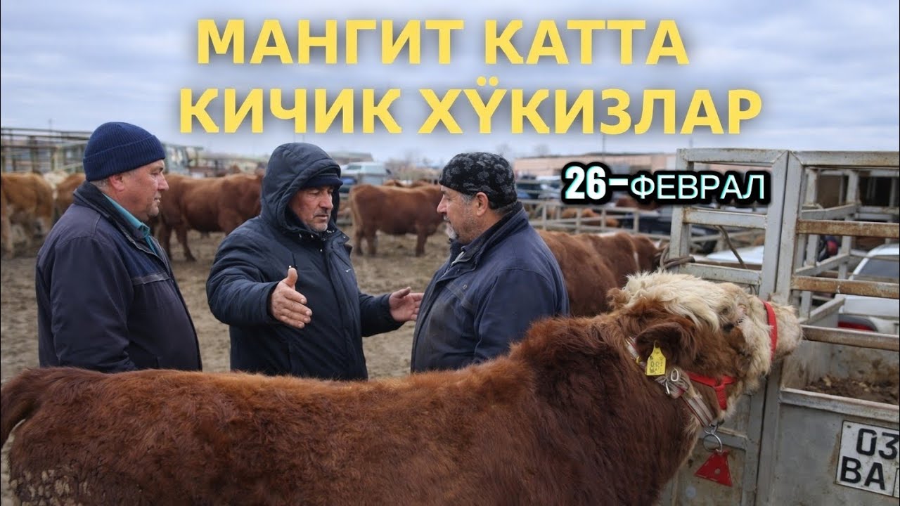 МАНГИТ ЕРТАЛАПКИ САВДОЛАР КАТТА КИЧИК ХЎКИЗЛАР ХАМАС БИР ВИДЕО ДА 26.02.2026