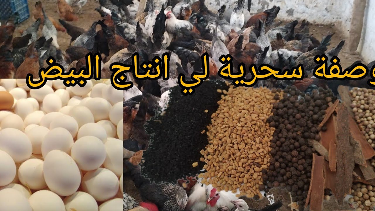 خلطة سحرية وفعله لي انتاج البيض وللعلف اقتصادية لي دجاجة البياضة