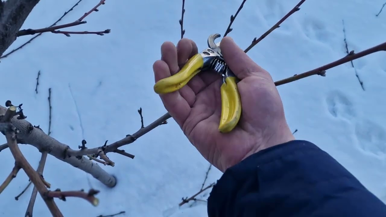 Формую обрізка ПЕРСИКА 
