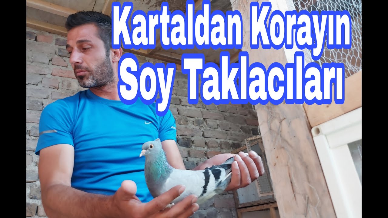 Kartaldan Korayın Soy Taklacı Güvercinleri. Kartal Oyun Kuşu Kümesleri. Arka Tepe Kirli Dumanlı.