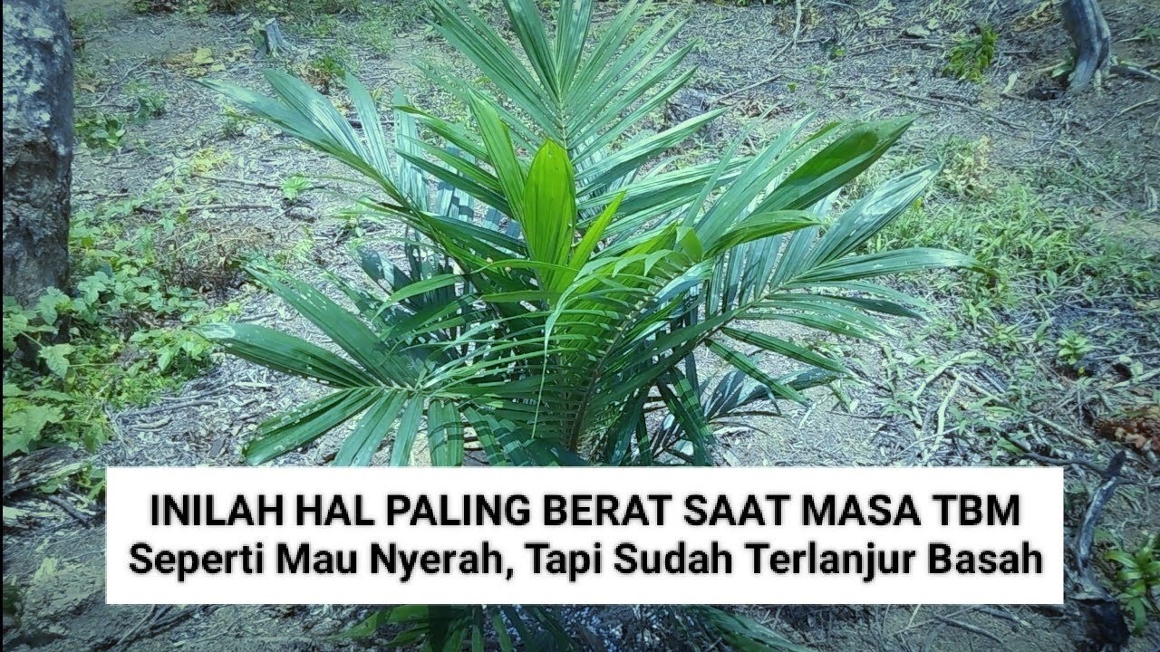 Hal Yang Buat Petani Nyerah, dan Akhirnya Kebun Terbengkalai