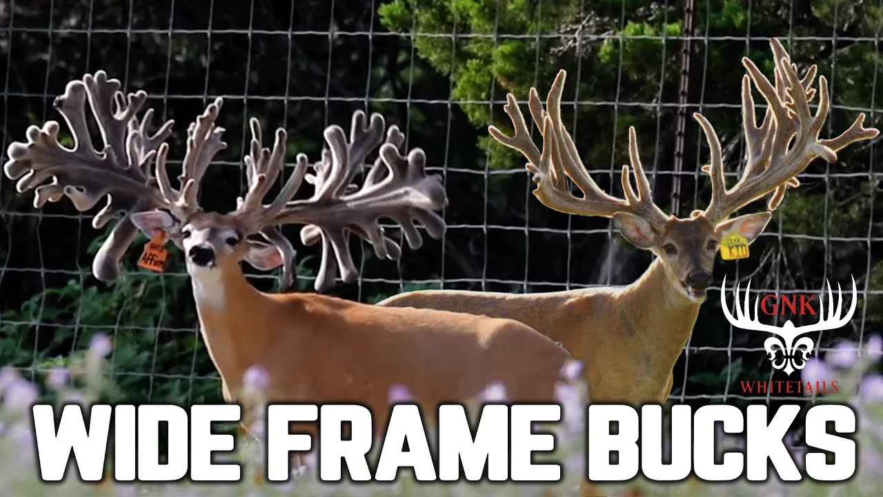 Unbelievable Wide Frame Bucks! | GNK Whitetails