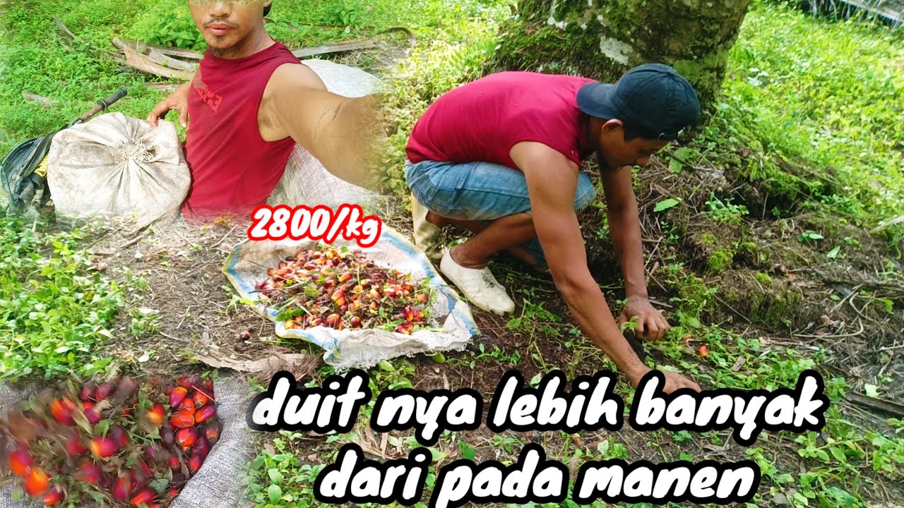 kalah gaji panen di buat kerja yang ini...
