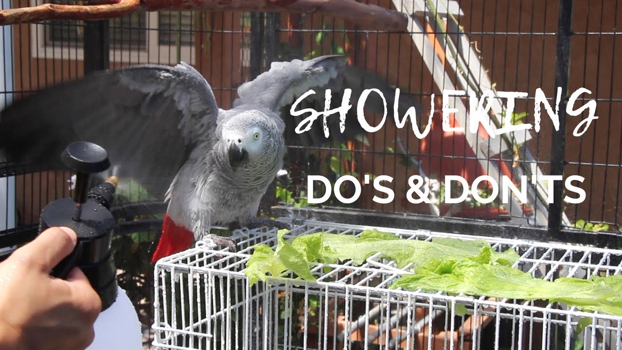 Советы по приучению птицы к купанию