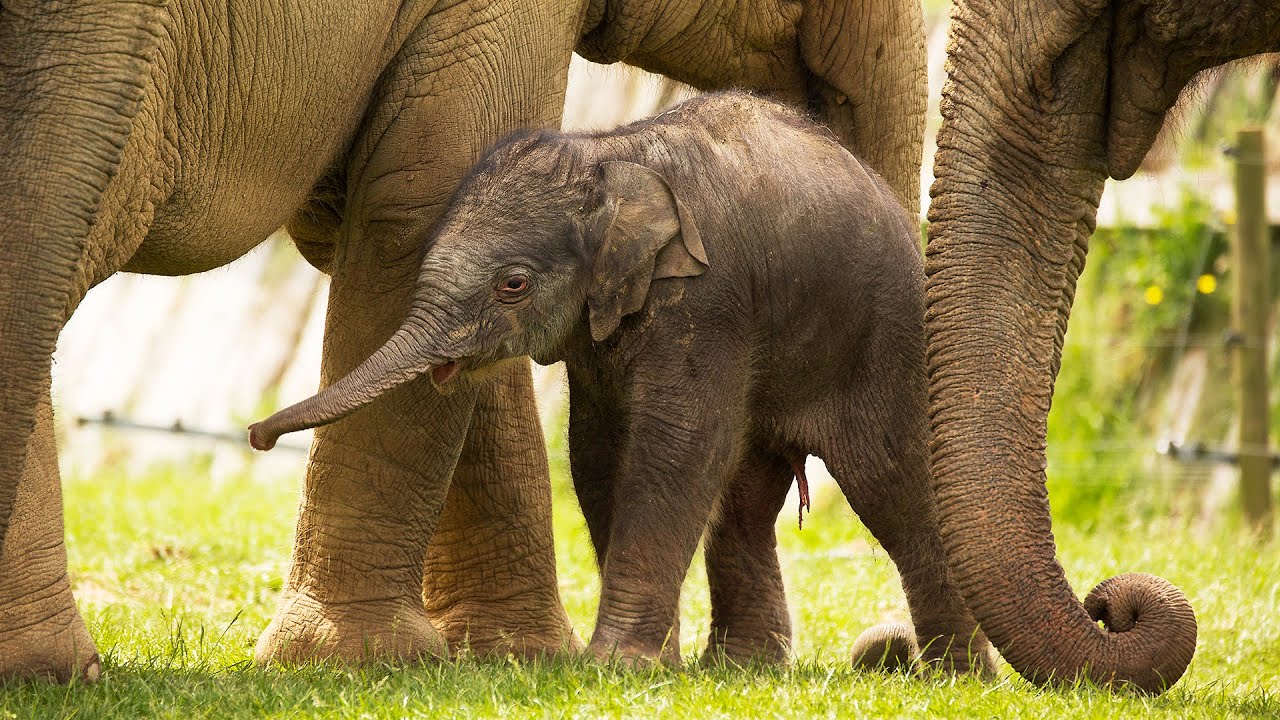 Say hello to Elizabeth the elephant calf!