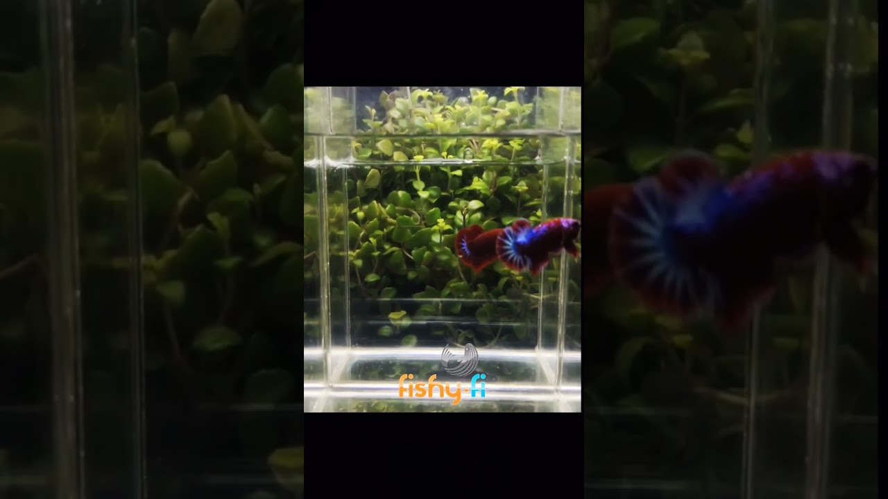 Insane Betta Fish Brawls: Thrills and Spills #betta #bettalove #bettafish #bettatips #bettaart
